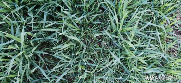 防治麥田節節麥，掌握住一個小技巧，一遍就能除乾淨小麥又安全