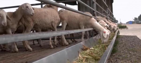 在農村創業,改造集裝箱來養小羊羔,一年能賺上3萬,你信嗎? 在農村創業,改造集裝箱來養小羊羔,一年能賺上3萬,你信嗎?