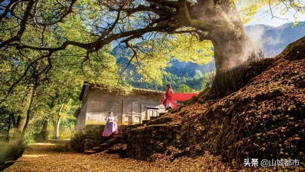 遍地灑金，初冬的銀杏，驚豔了時光