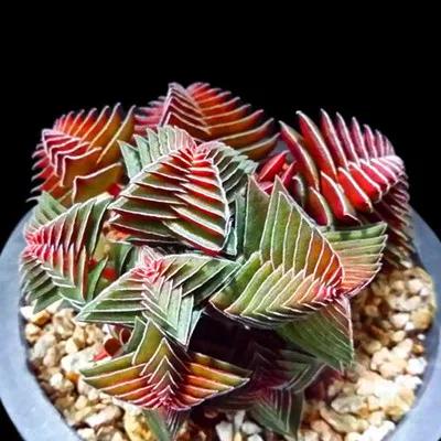 多肉盆栽，蝴蝶蘭多樣亮麗鮮豔