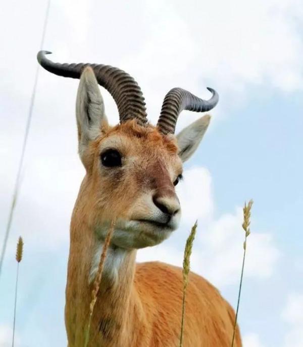 這裡的黃羊，荒漠精靈，不怕人