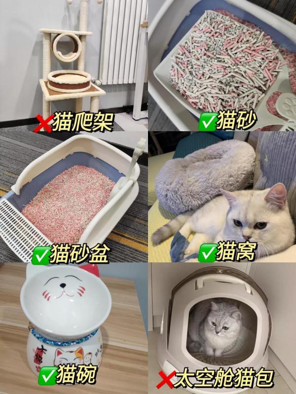新手養貓避免踩坑，這些東西你還不知道？