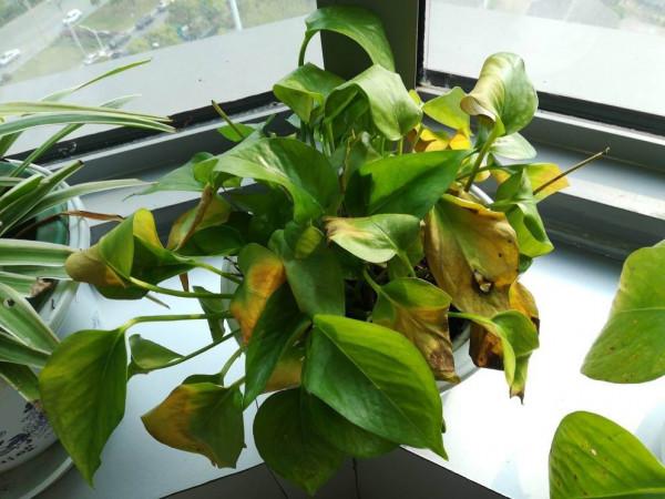 不能多曬的&OpenCurlyDoubleQuote;11種花&rdquo;，曬多了葉子就捲曲、發黃，越養越糟糕