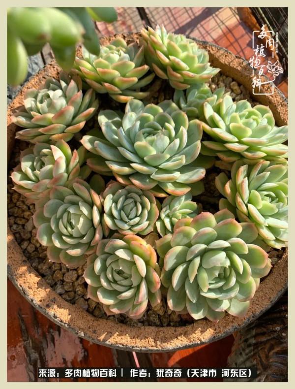 養多肉,累並快樂著!美好的事物,需要與大家分享 養多肉,累並快樂著!美好的事物,需要與大家分享