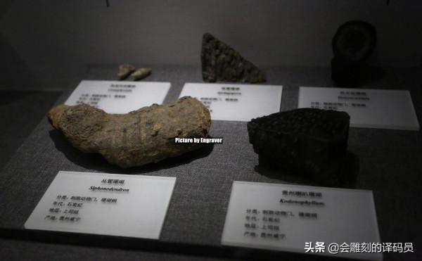 貴州地質博物館內的那些珍惜礦石（化石）、寶石你最喜歡那一塊？