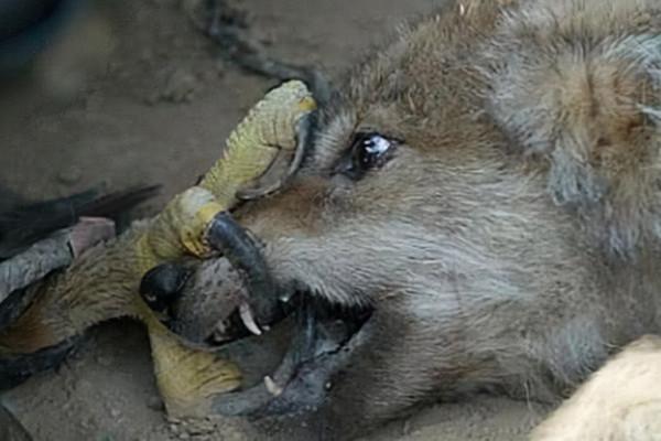 母狼卓瑪：孤狼獨自養育幼崽，卻遭金雕襲殺，母狼潛伏數月終復仇