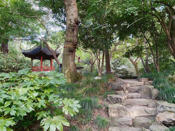 上海市嘉定區有一座著名的“江南園林”，門票很便宜，遊客卻不多