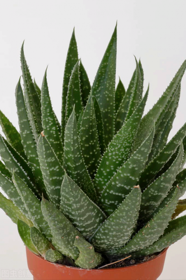 一花一世界、一佛一如來、失眠睡不好，選棵氧氣花 香豔又安神