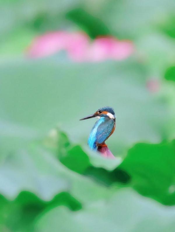 喜歡拍鳥就不要誘鳥 喜歡拍鳥就不要誘鳥