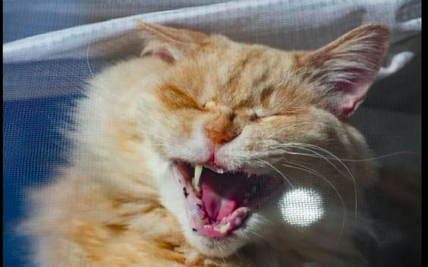 病重流浪貓倒在門口，可能貓財兩空的情況下，男子依然選擇救治它