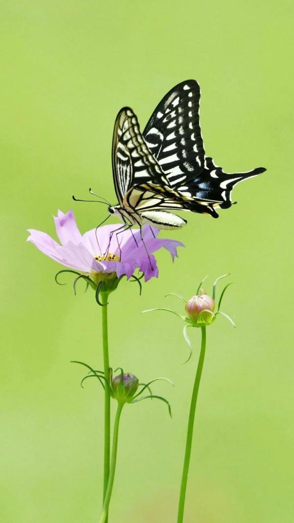 分享-蝶戀 精美絕倫 醉美蝴蝶
