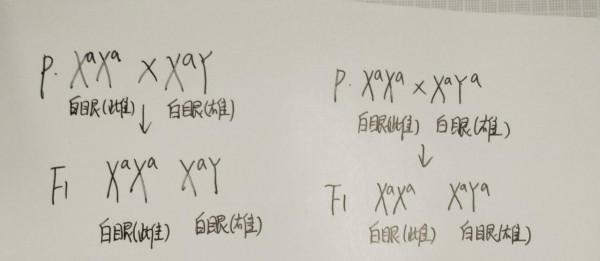 以摩爾根果蠅雜交實驗為主題的研究性學習
