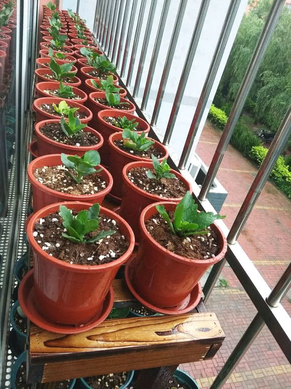 9種&OpenCurlyDoubleQuote;貴氣花&rdquo;，立春後&OpenCurlyDoubleQuote;快扦插&rdquo;，生根快，比夏天還&OpenCurlyDoubleQuote;好活&rdquo;