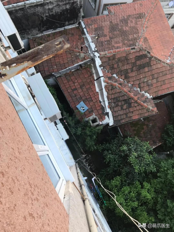 當社交NB症小貓咪進家後…主人：我造了什麼孽啊