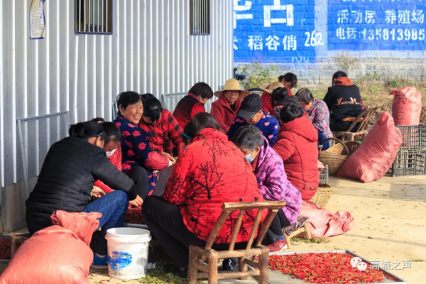 高城鎮嵩垛村的紅辣椒豐收啦