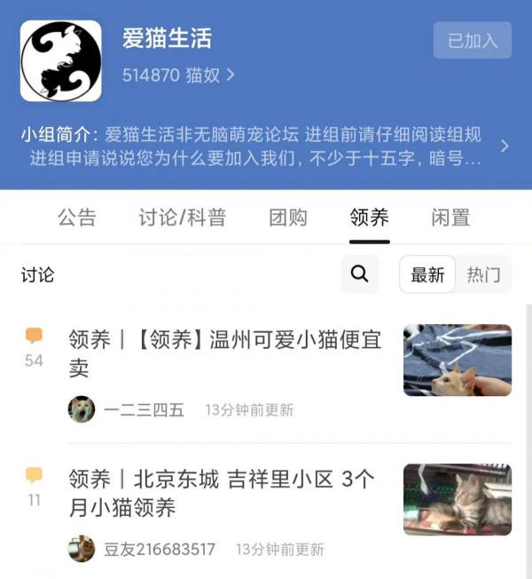 上班族如何選貓,那些我花了數千元總結的教訓 上班族如何選貓,那些我花了數千元總結的教訓