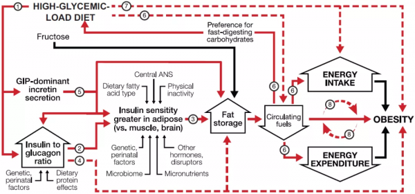 減肥不是限制飲食,我們更應該關注的是吃什麼東西——基於“碳水化合物-胰島素”模型的減肥理念 減肥不是限制飲食,我們更應該關注的是吃什麼東西——基於“碳水化合物-胰島素”模型的減肥理念