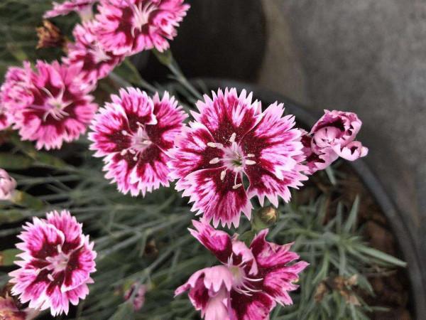 連綿雨季怕積水?這5種植物,雨越大越好養 連綿雨季怕積水?這5種植物,雨越大越好養