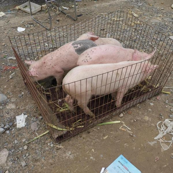 看圖逛街，各種小寵物及珠串