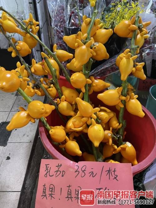 小心中毒!果實類花材雖好看,孩子寵物誤食有風險 小心中毒!果實類花材雖好看,孩子寵物誤食有風險