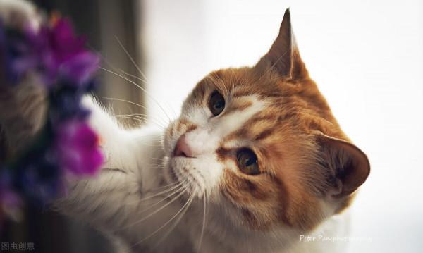 初次養貓手足無措?看這一篇就夠啦!(保姆級攻略)(一) 初次養貓手足無措?看這一篇就夠啦!(保姆級攻略)(一)