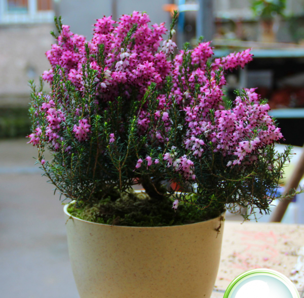 7種&OpenCurlyDoubleQuote;土豪花&rdquo;，貴的太離譜，工薪族&OpenCurlyDoubleQuote;捨不得&rdquo;，看看解解饞