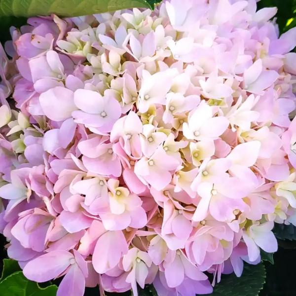 又是甜味瀰漫的一天