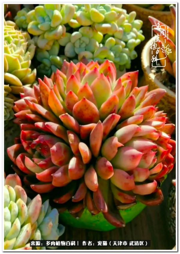 人生紛亂奈我幾何，與多肉相伴度年華