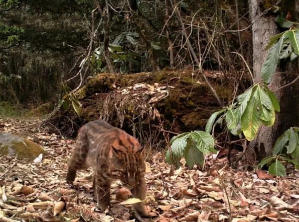 祁連山發現異獸“山彪”，實力不輸老虎，它能解決野豬氾濫問題嗎