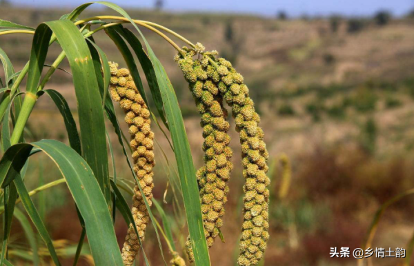 雲逛陝西：村志