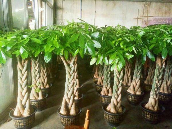 室內想養&OpenCurlyDoubleQuote;大盆&rdquo;鎮宅花，建議從這10種裡面選，聽名字就很霸氣