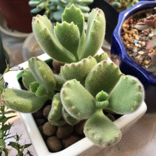 2021年流行的19種多肉,3塊錢能買一堆,種土裡明年“小崽爆盆” 2021年流行的19種多肉,3塊錢能買一堆,種土裡明年“小崽爆盆”