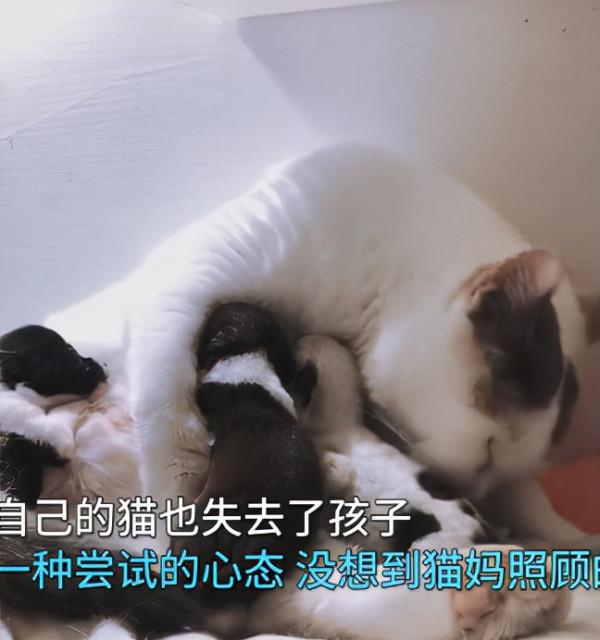 一窩狗崽失去了媽媽,女子嘗試讓貓照顧,再去看時:太有愛的畫面 一窩狗崽失去了媽媽,女子嘗試讓貓照顧,再去看時:太有愛的畫面