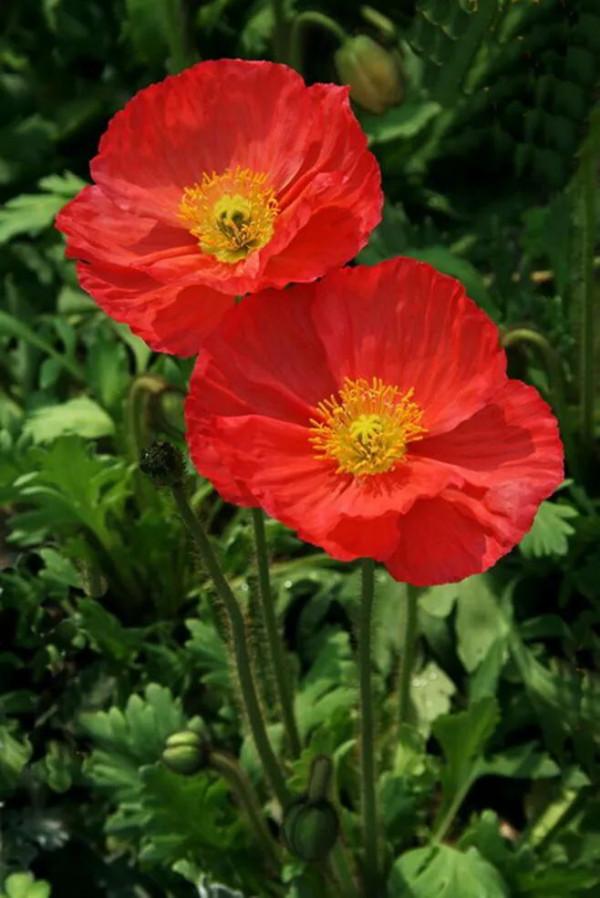 高雅美麗的花朵圖片