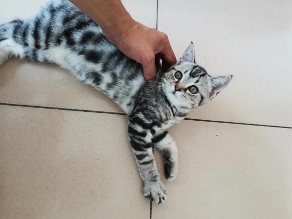 我家的貓咪多多，很粘人