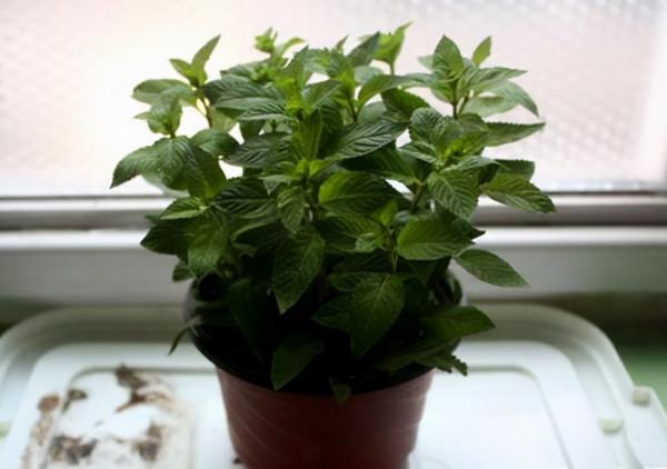 廁所不透氣,就養這“3種”花,空氣清香除臭味,再貴也要養1盆 廁所不透氣,就養這“3種”花,空氣清香除臭味,再貴也要養1盆