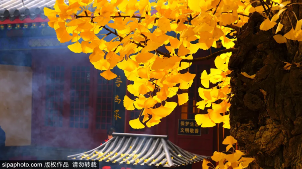 靜享安寧!北京這些寺廟裡,藏著最最最詩意的秋天 靜享安寧!北京這些寺廟裡,藏著最最最詩意的秋天
