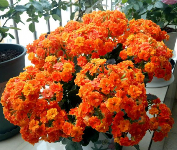 買到長壽花小苗，不要讓它開花，做好這幾步，讓它花量“翻幾倍”