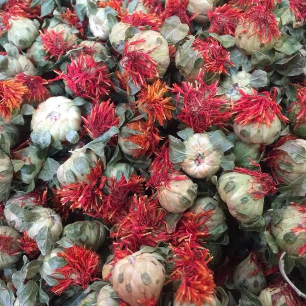 中藥古今研究：紅花（二）