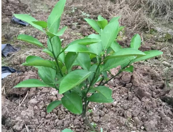 柑橘年年豐產，別忽略這幾點！做到位，果子滿一樹，個個飽滿好看