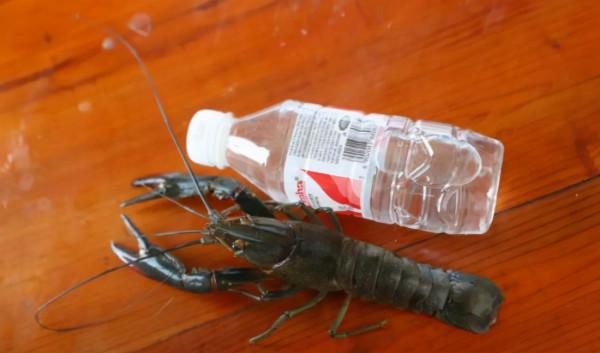 新疆男子沙漠5畝池塘養澳洲淡水蝦,個頭比手掌大,畝利潤達萬元 新疆男子沙漠5畝池塘養澳洲淡水蝦,個頭比手掌大,畝利潤達萬元