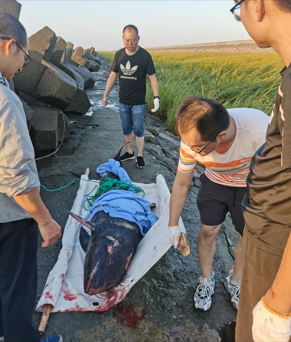 上海金山12頭瓜頭鯨擱淺事故！為何會擱淺？救援難度究竟有多大？