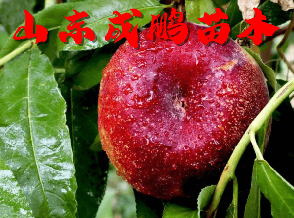 2021新品種水果苗