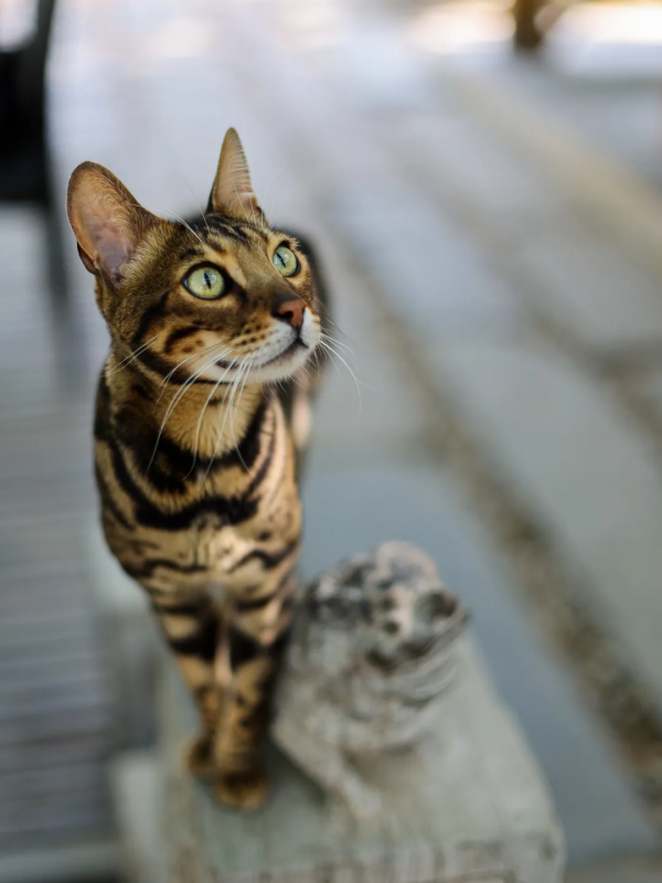 天團大胃王，比體重竟然輸了？