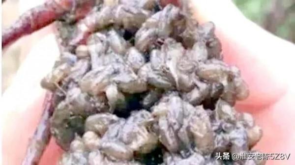 稻田培育小龍蝦苗，為何數量和規格跟別人相比差距大？