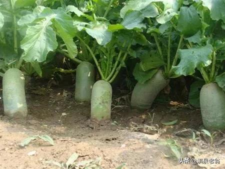 蘿蔔中、後期管理有技巧, 蘿蔔中、後期管理有技巧,