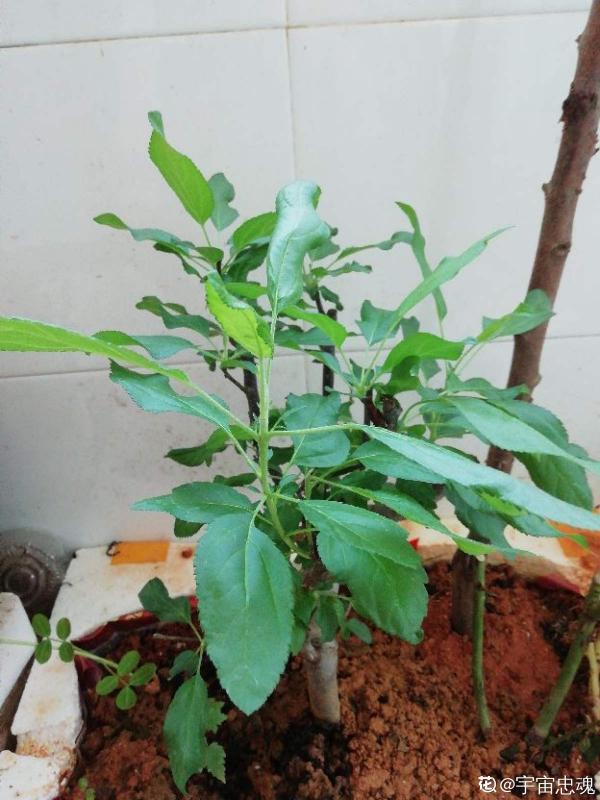 1棵蘋果樹,學會這6步,變成“高階”盆景 1棵蘋果樹,學會這6步,變成“高階”盆景