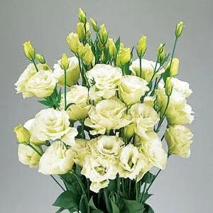 十二月生每個月對應的十二種生日花