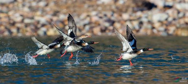 世界上飛速最快的鳥類排行榜，連飛機都被第八名“超車”了
