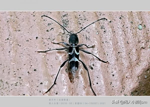 手機昆蟲攝影:天牛,拍攝技巧分享,你見過這幾種天牛嗎? 手機昆蟲攝影:天牛,拍攝技巧分享,你見過這幾種天牛嗎?